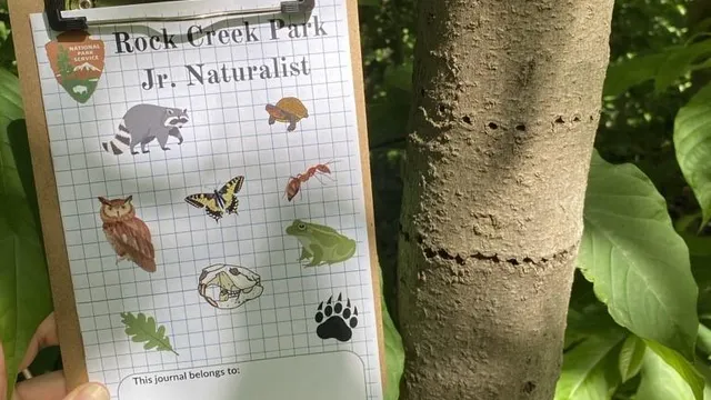 the Junior Naturalist journal is held next to a tree with holes on the trunk