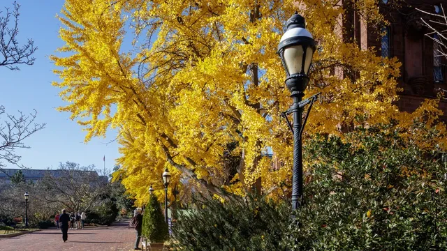 The yellow ginkgo trees in front of the Smithsonian Castle in the Enid A. Haupt Garden. People walk in the garden in the distance.