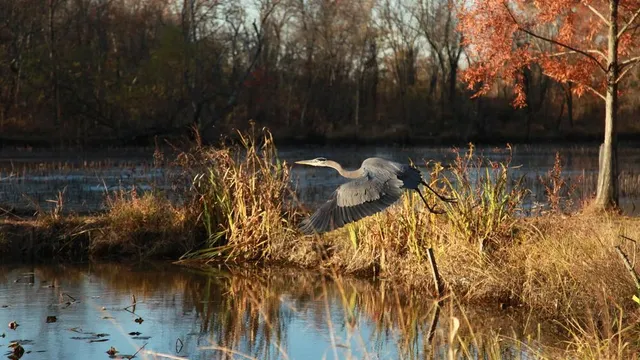 Great Blue Heron taking flight over the ponds during an autumn day.